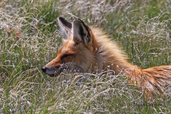Red fox, Yellowstone, WY...
