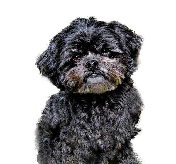 Rudy with a transparent background (shown in white...