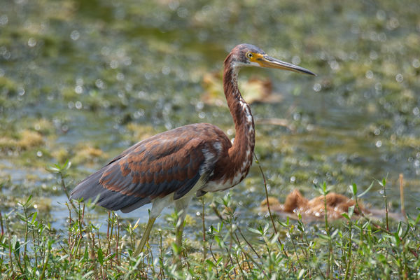Tricolored Heron (weird color)...