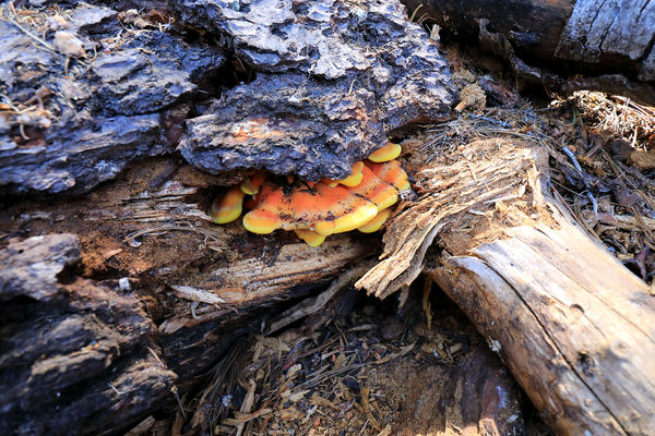 fungus recycling downed wood...