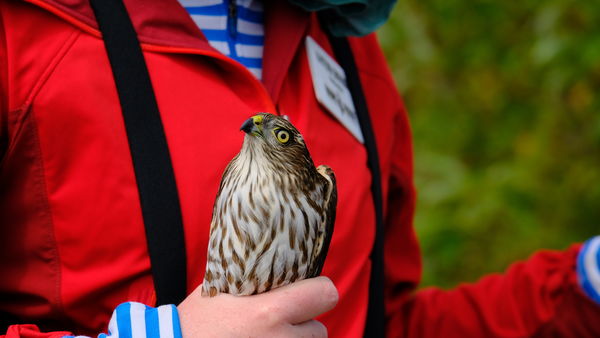 sharp-shinned hawk banned and released...