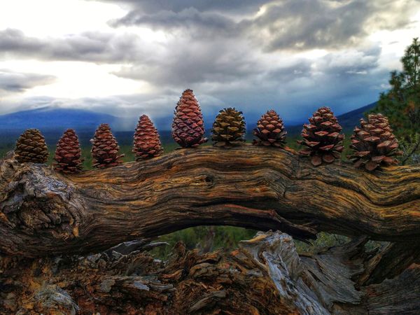 cones of pine, in a line...