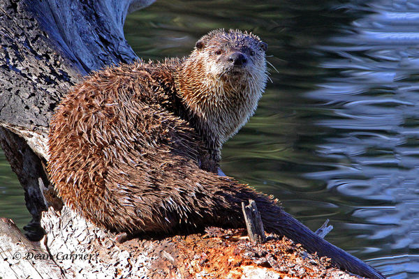 River otter, Trout Lake, Yellowstone NP, WY...