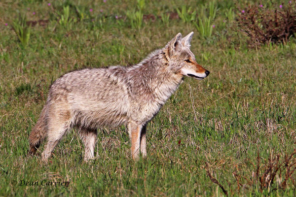 Coyote, Yellowstone NP, WY...