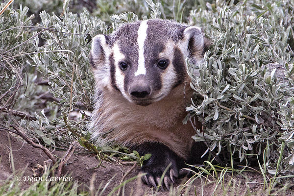 Badger, Yellowstone NP, WY...
