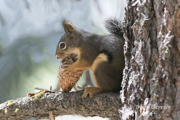 Pine squirrel, Davis Lake, CA...