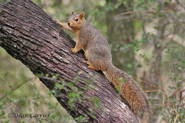Fox squirrel, Santa Ana Refuge, TX...