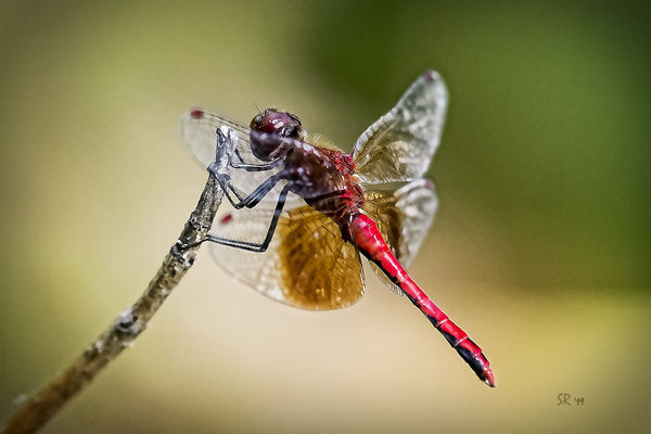 Red Dragonfly AKA Nomad...