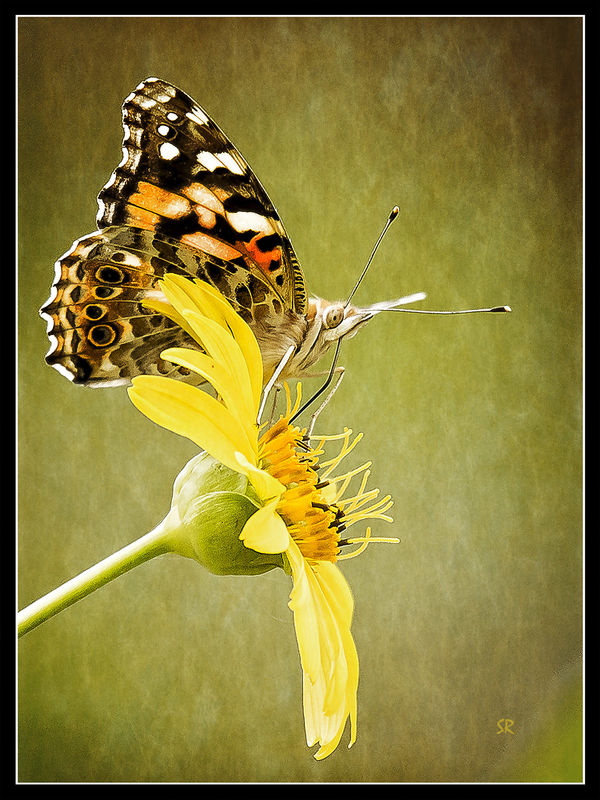 Butterfly and Daisy...