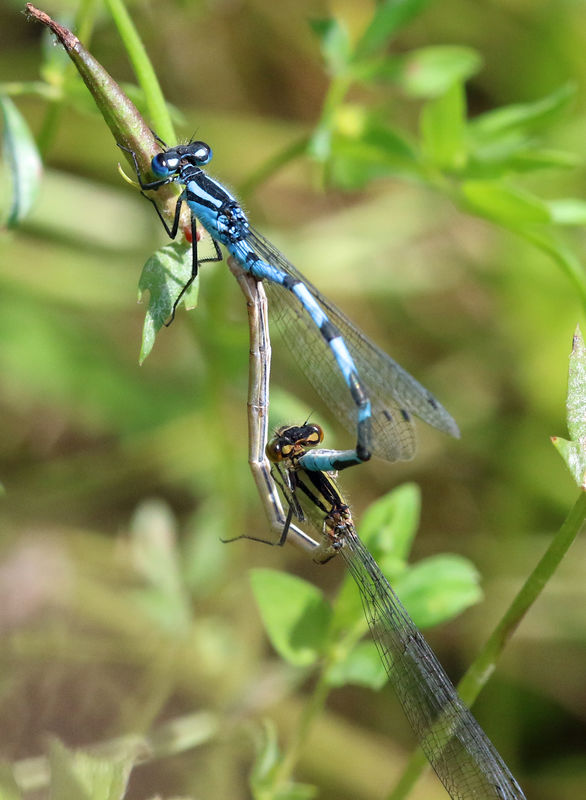 damsel with mate...