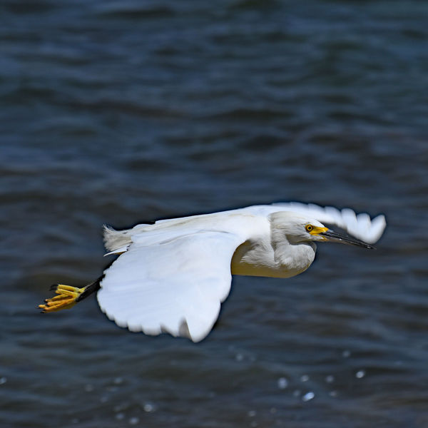 Same Snowy Egret over about 7 minutes time.  Ends ...