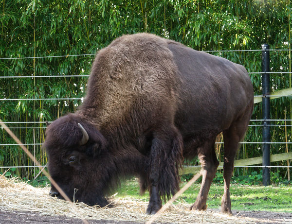 American Bison...