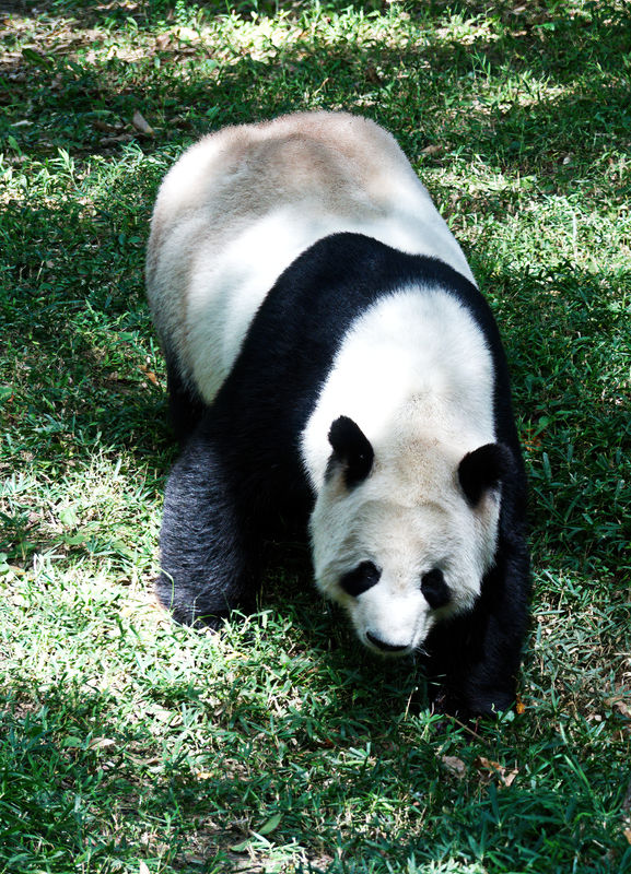 Giant Panda...