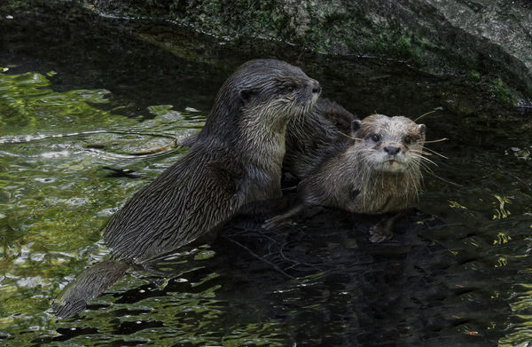 Asian Small Clawed Otters...