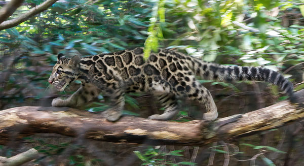 Clouded Leopard Cub - moving fast...
