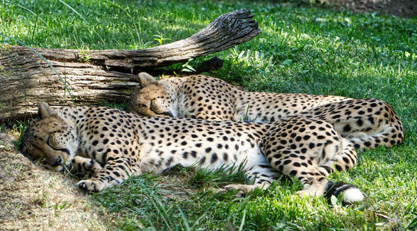 Sleeping Cheetahs...