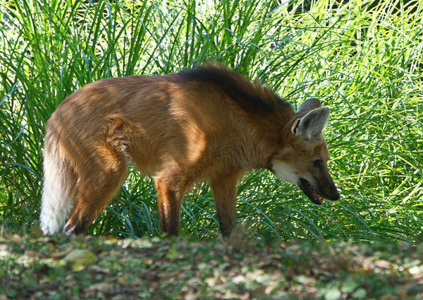 Maned Wolf (not really a wolf)...