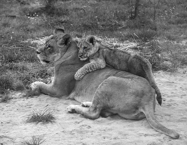 Mama lion, JUNE and her baby....