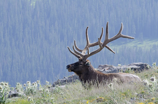 An Elk in Rocky Mountain National Park...
