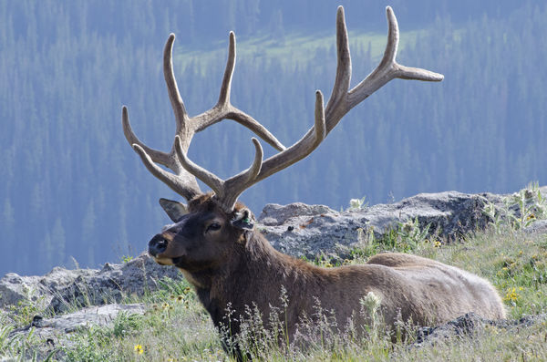 And...same elk....