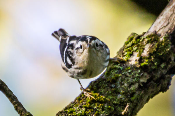 Black-and-White Warbler...