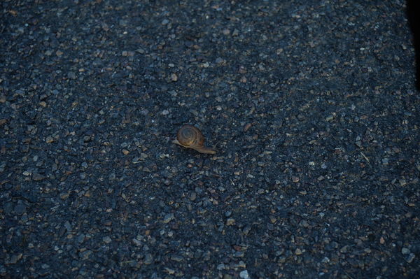 snail crossing...