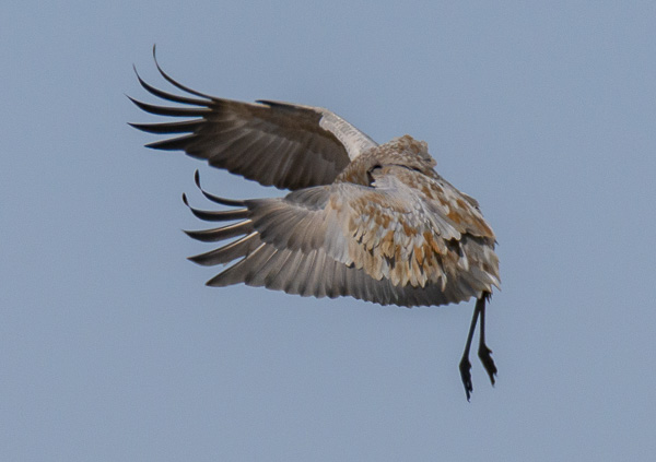 Birds Are Back Sandhill Cranes: Merced National Wildlife Refuge Sandy ...