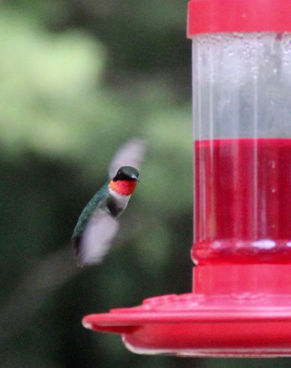 One of these days I'll get a good hummingbird imag...