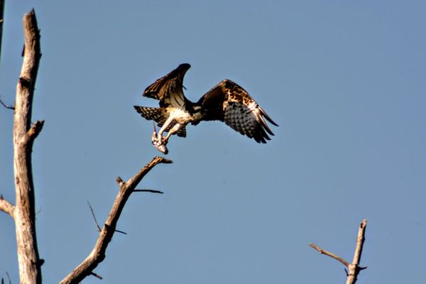 Osprey with a meal...