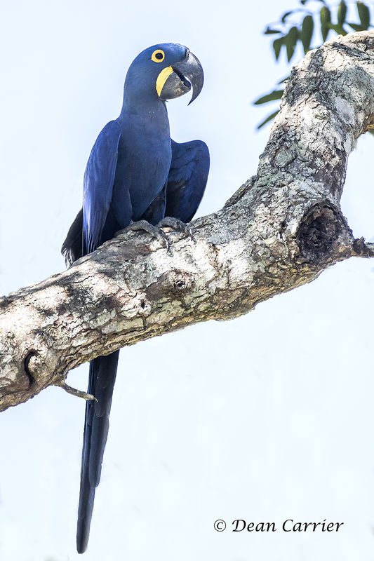 Hyacinth macaw, Pantanal, Brazil...