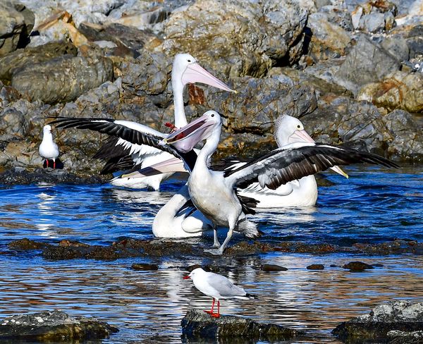 Pelicans getting an easy feed.