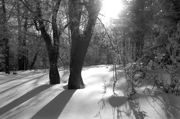Oaks in Snow - Big Bear Lake, CA...