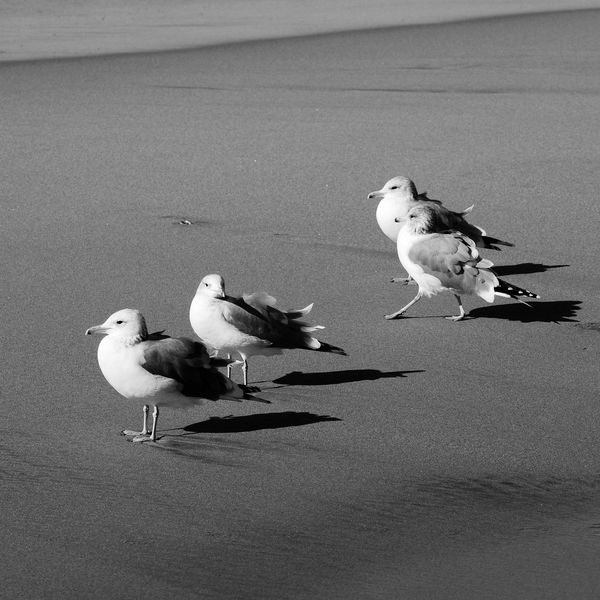 Sunning Sea Gulls - Redondo Beach, CA...
