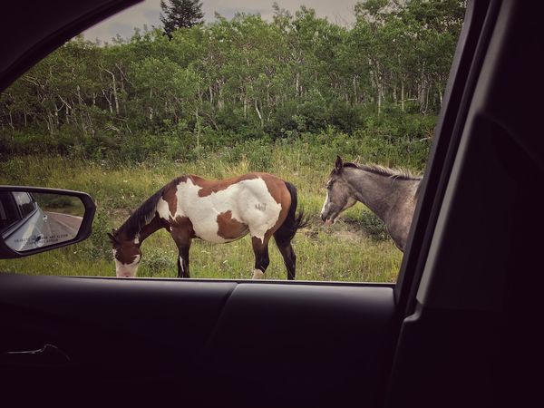 Free range horses east of park, probably owned by ...