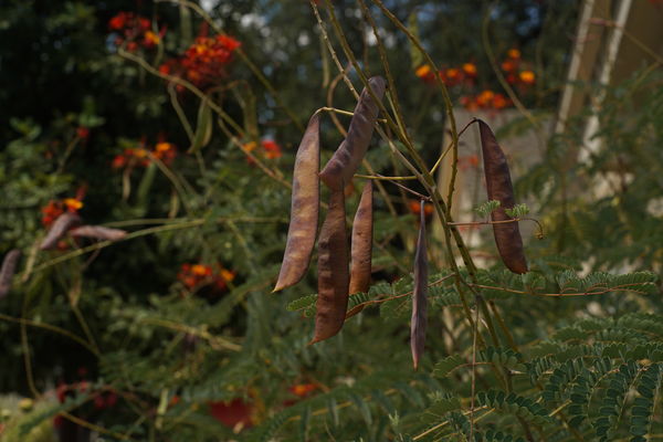 … all the seed pods build up a lot of potential en...