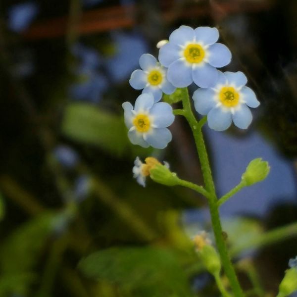 Marsh Forget-me-not? (I thought, but identifier ch...