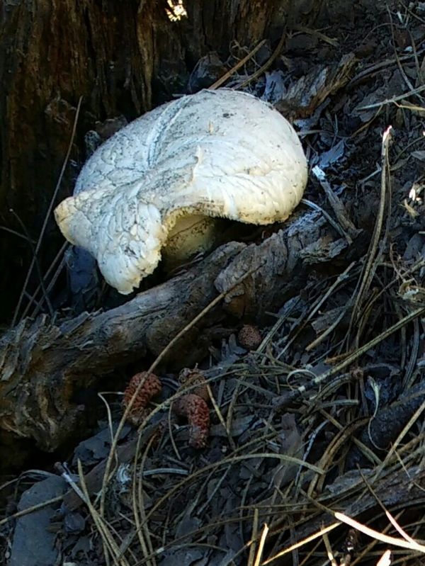 puffball mushroom...