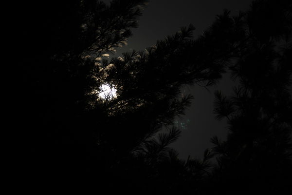 Moon rise thru pine tree. Liked needles at 12 oclo...