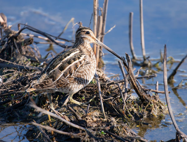 Two Wilson's Snipes recently found in an protected...