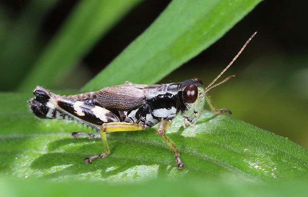 Green-legged grasshopper...