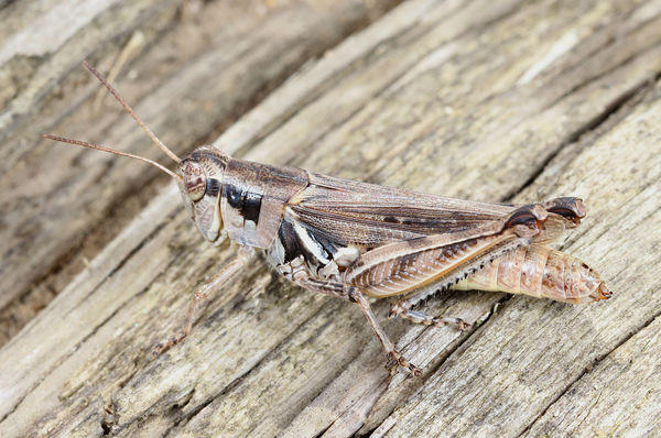 Migratory grasshopper...