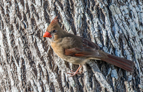Northern Cardinal Female...