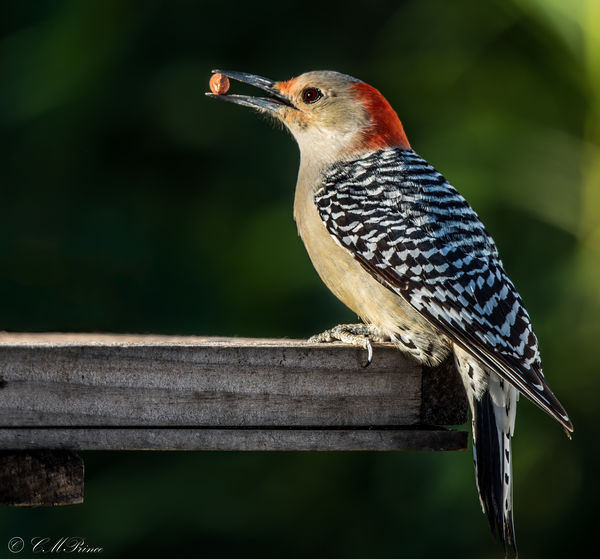 Buff-bellied Woodpecker female...
