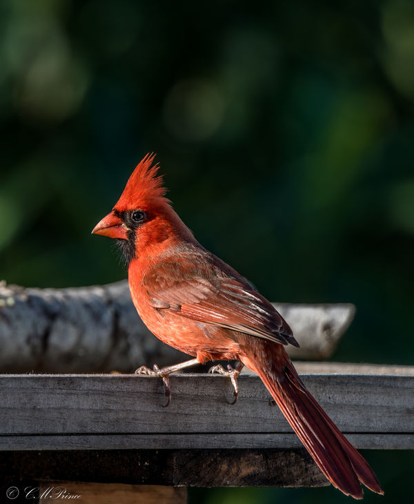Northern Cardinal Male...