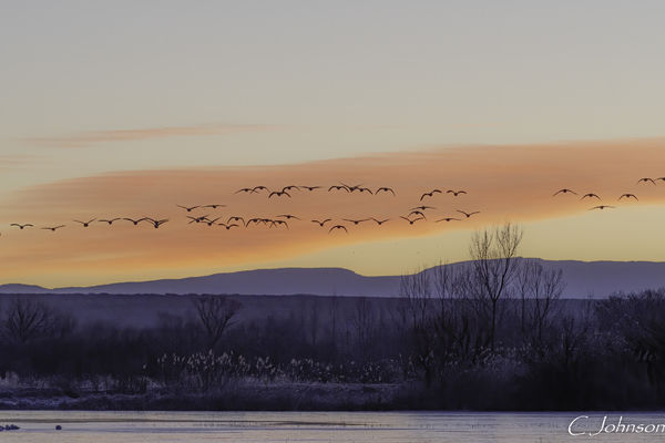 Morning Fly In of Snow Geese...