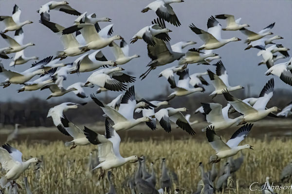 Snow Geese Lift Off...