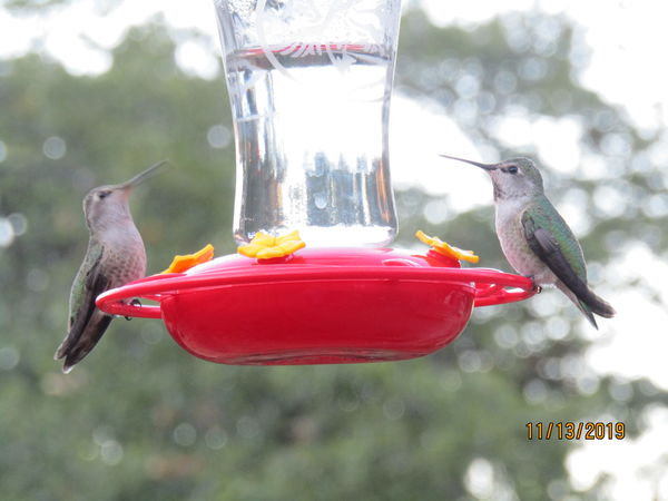 a couple of hungry Hummingbirds...