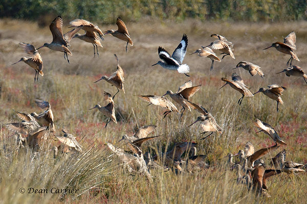 Marbled Godwits with one lone Willet...