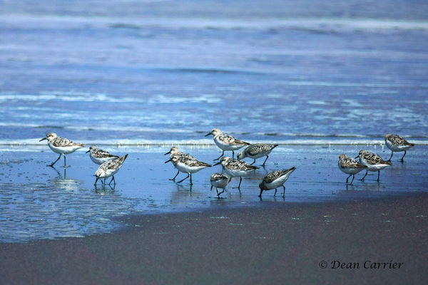 Western Sandpipers...