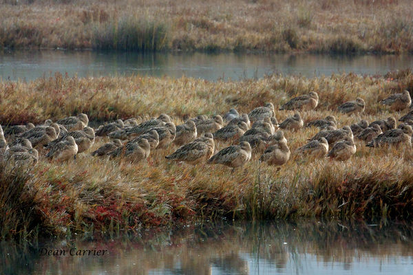 Godwits and Curlews...
